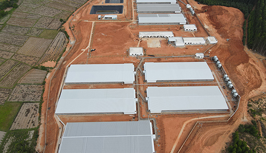 湛江响水14000育肥六场